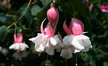 Fuchsiengarten „Zomerweelde“