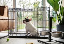 Petshäuser für 4 bis 10 Personen Dormio Resort Nieuwvliet-Bad: Hundefreundliche Häuser