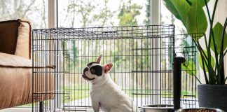 Dormio Resort Nieuwvliet-Bad: Hundefreundliche Häuser