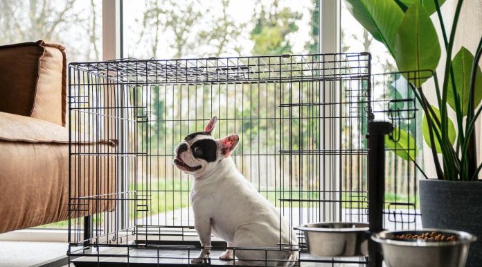 Petshäuser für 4 bis 10 Personen Dormio Resort Nieuwvliet-Bad: Hundefreundliche Häuser