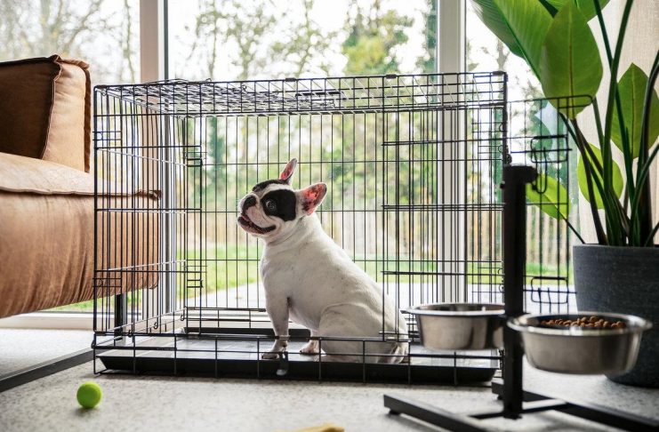 Petshäuser für 4 bis 10 Personen Dormio Resort Nieuwvliet-Bad: Hundefreundliche Häuser