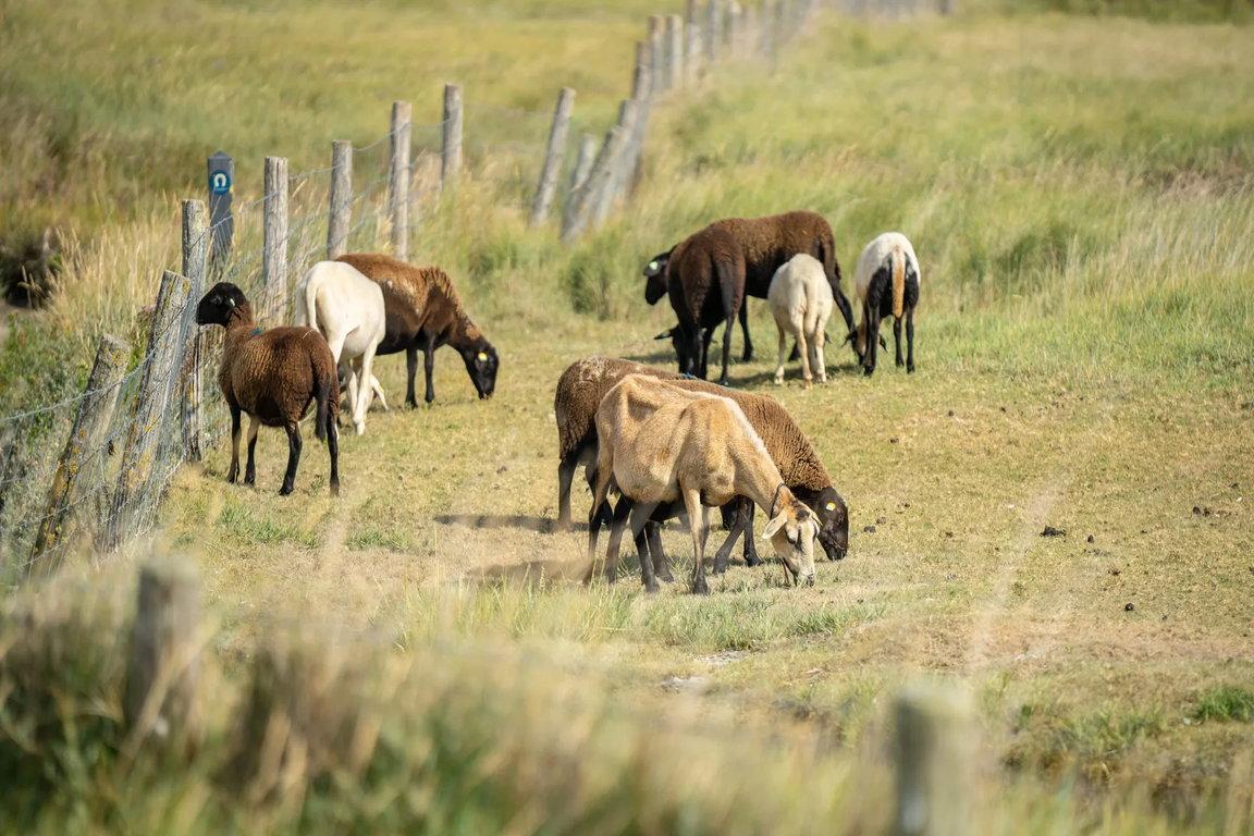 nieuwvliet_landal_beach resort_2025_11 Beach Resort Nieuwvliet-Bad: Ferienhauspark am Zwarte Polder